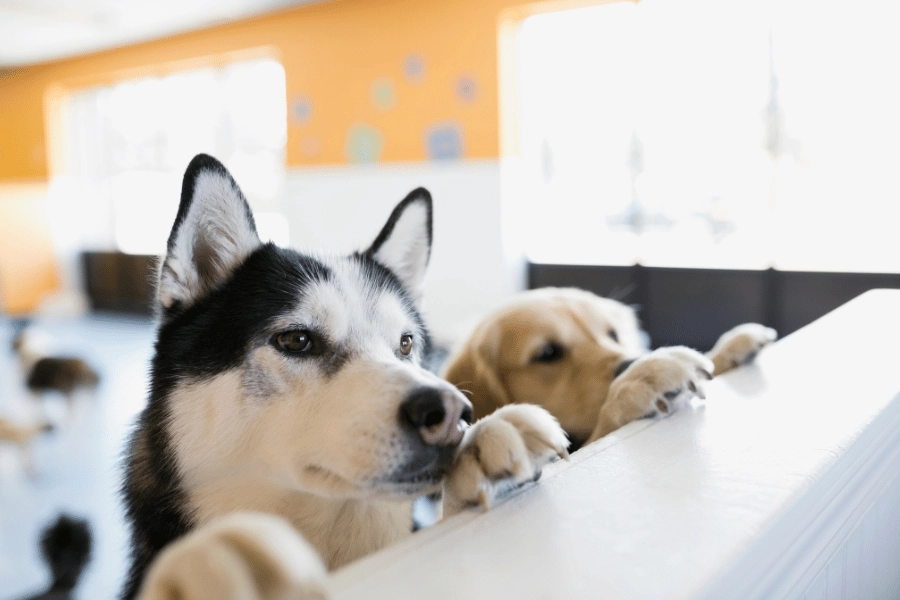 black and white husky and golden retriever hanging out at doggy daycare